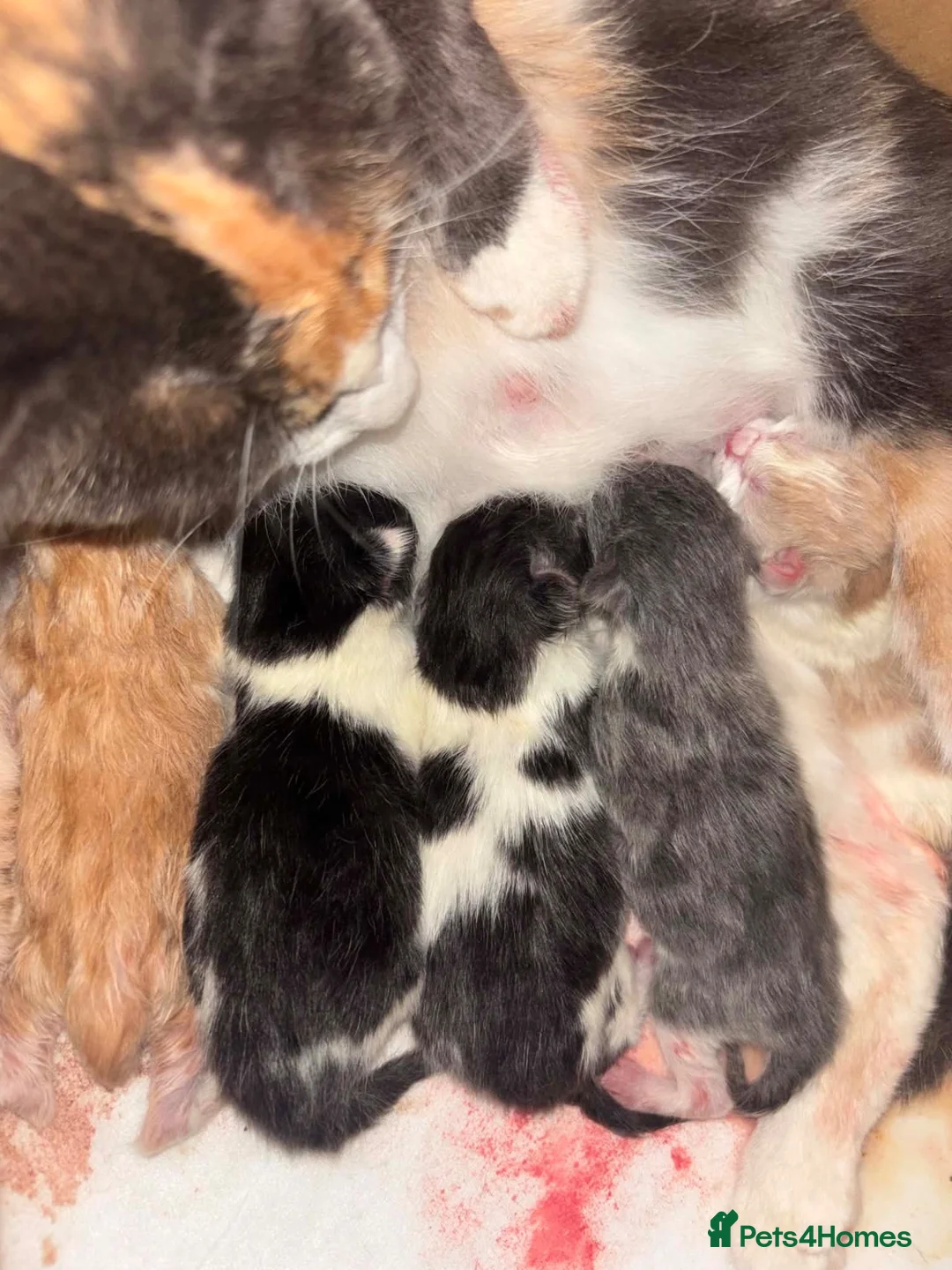 Mixed Breed cats for sale: Beautiful kittens looking for 5* homes  - Advert 1