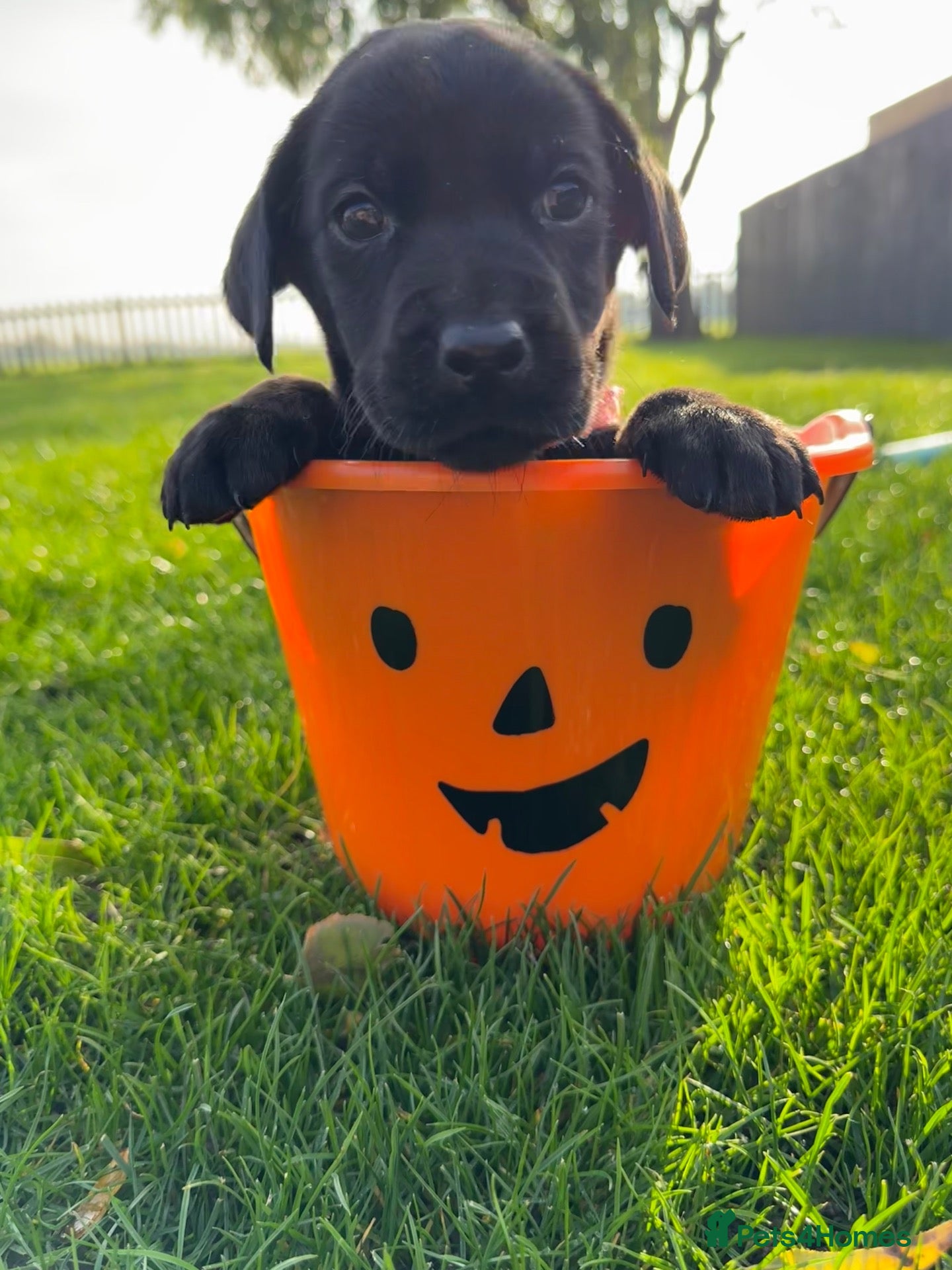 Labrador Retriever dogs for sale: Adorable Labrador Puppies For Sale - Advert 1