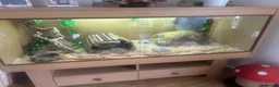 Corn Snake reptiles for sale: Albino corn snake  in Mansfield - Advert 4