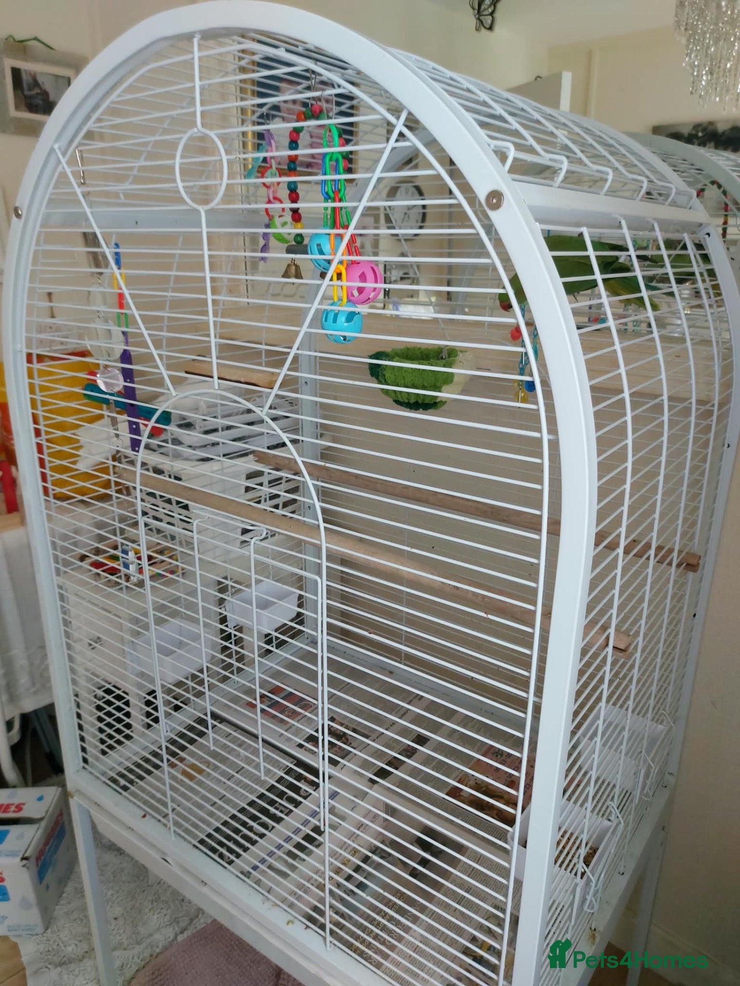 Ringnecks birds Young Indian Ringneck parakeet with cage  - Advert 3