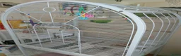 Ringnecks birds for sale: Young Indian Ringneck parakeet with cage  - Advert 1