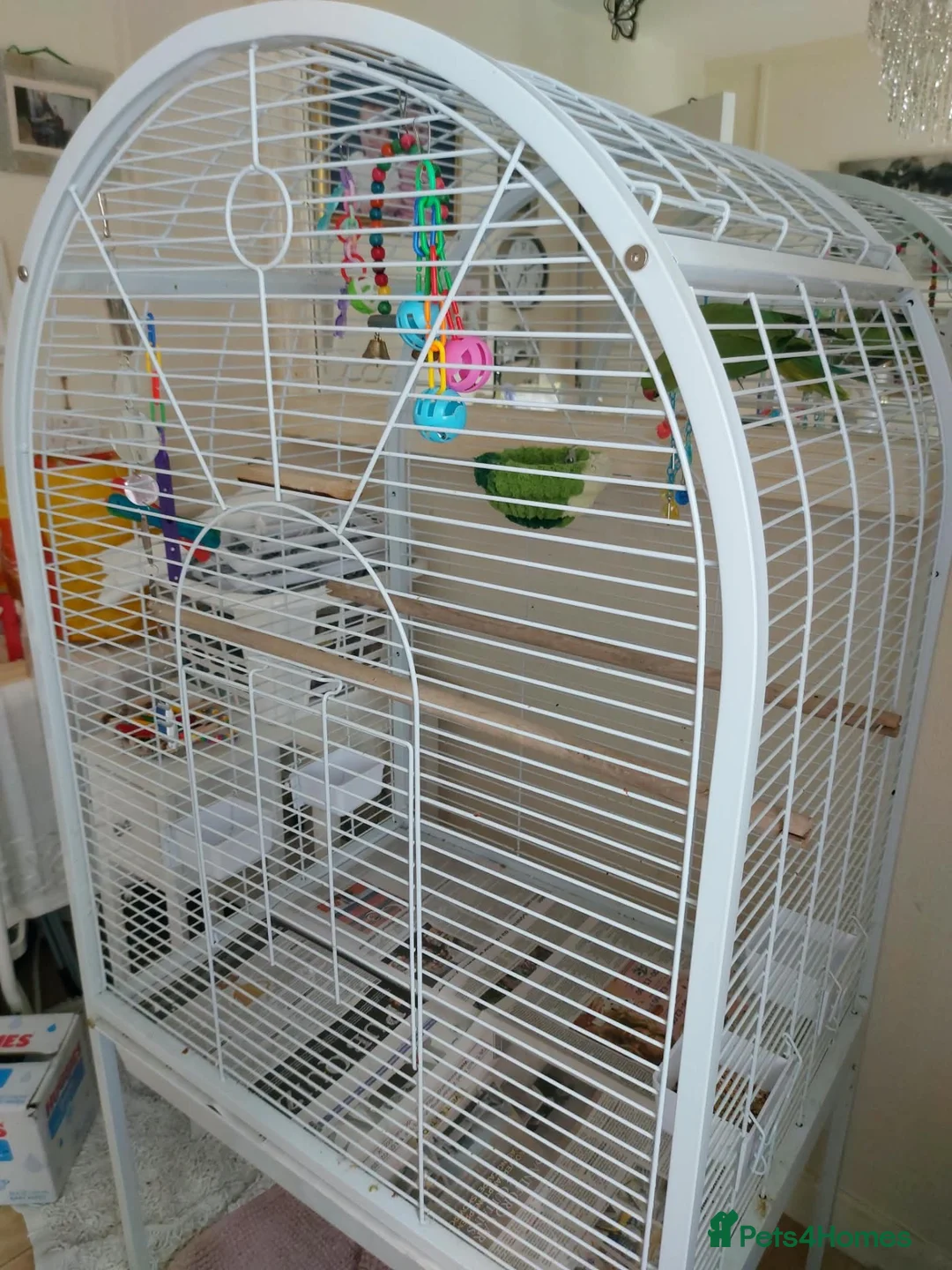 Ringnecks birds for sale: Young Indian Ringneck parakeet with cage  - Advert 1