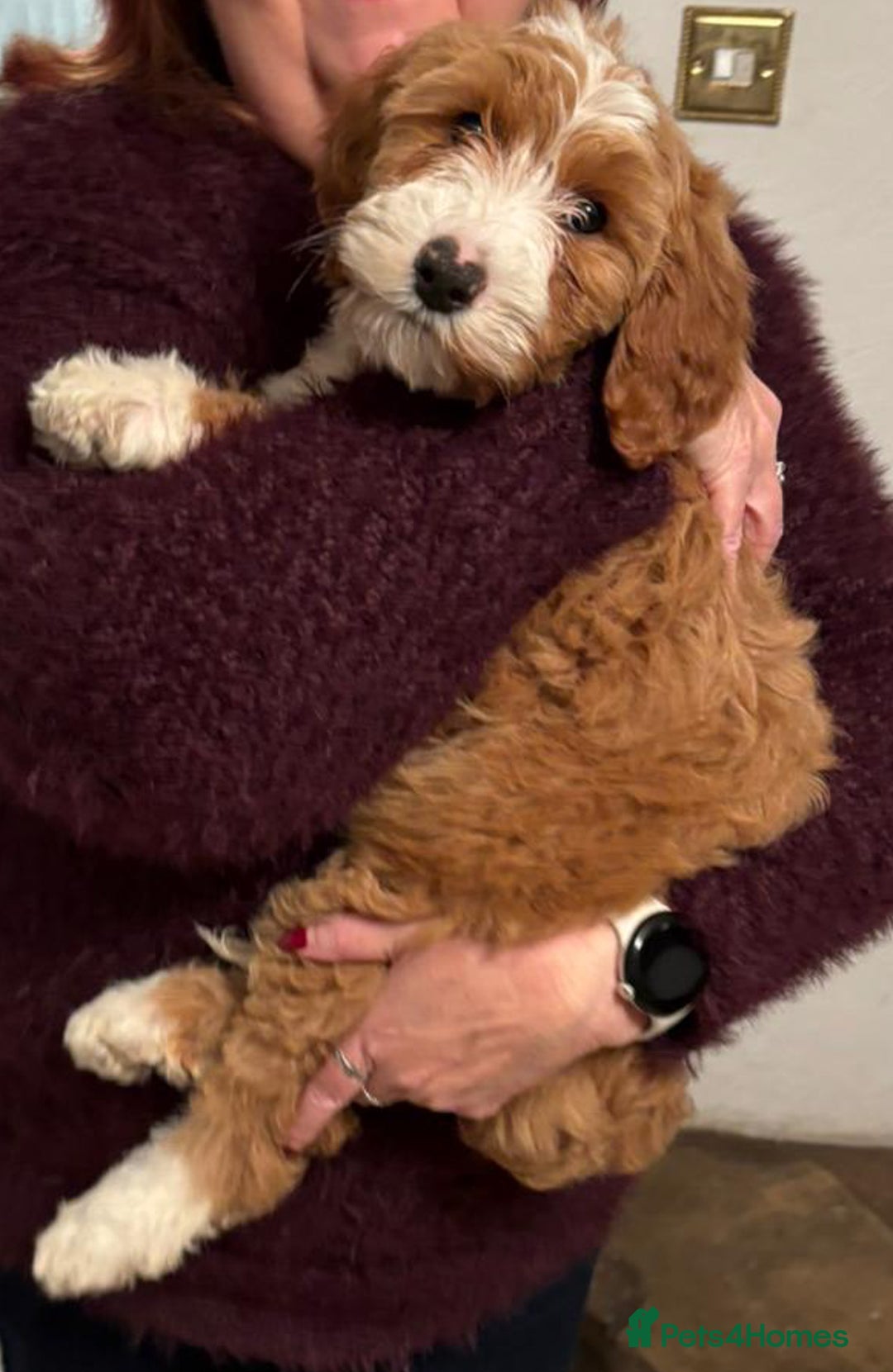 Australian Labradoodle dogs for sale: Australian Labradoodles for Sale - Advert 16