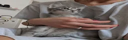 Mixed Breed cats for sale: Grey Tabby Female Kitten – British Shorthair Mix - Advert 6
