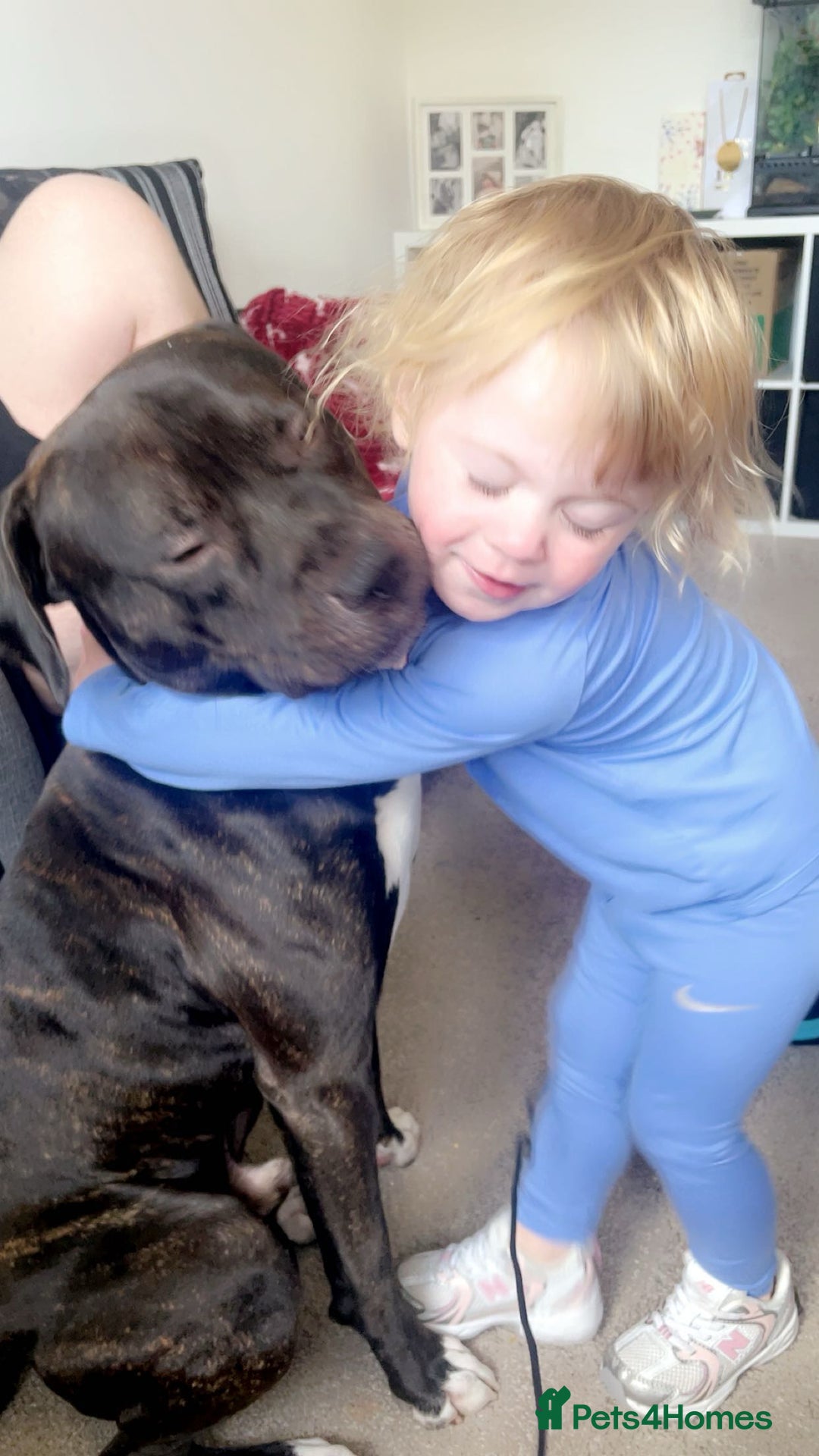 American Bulldog dogs for sale: Broxi - Image 7