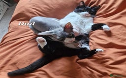 Mixed Breed cats for sale: Stunning Short-hair Kittens - Advert 13