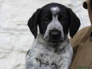 Mixed Breed dogs - Advert 10