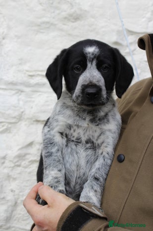 Mixed Breed dogs - Advert 3
