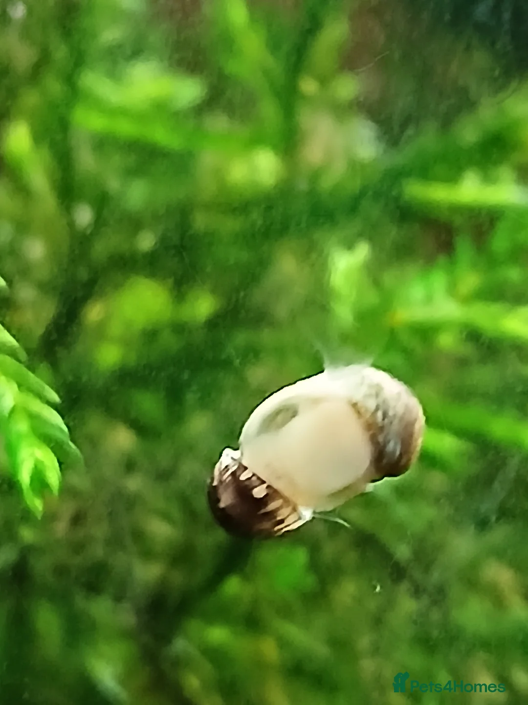 Snails fish for sale: Freshwater nerite snails  - Advert 1