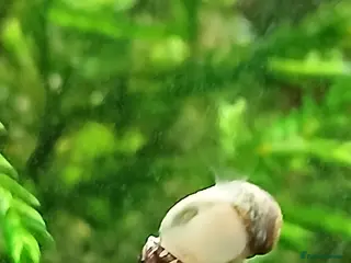 Snails fish Freshwater nerite snails - Advert 1
