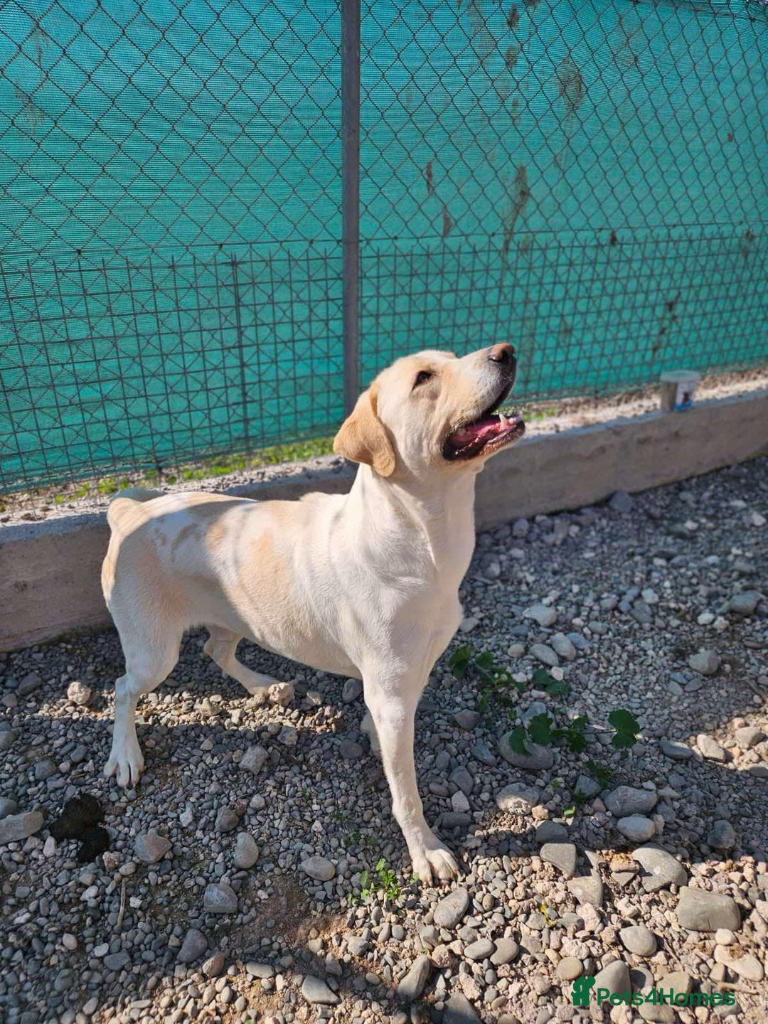 Labrador Retriever dogs for adoption: STORM !  - Image 16