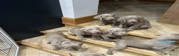 Weimaraner dogs for sale: Ready to go Weimaraner puppies KC registered - Advert 20