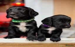 Cocker Spaniel dogs for sale: KC REG Cocker Spaniels - Image 12