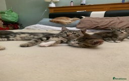 Mixed Breed cats for sale: Adorable kittens  - Image 9