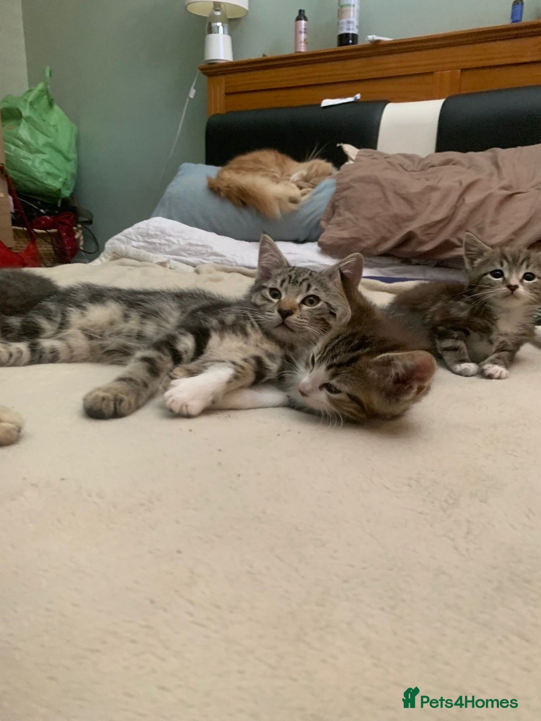 Mixed Breed cats for sale: Adorable kittens  - Image 9