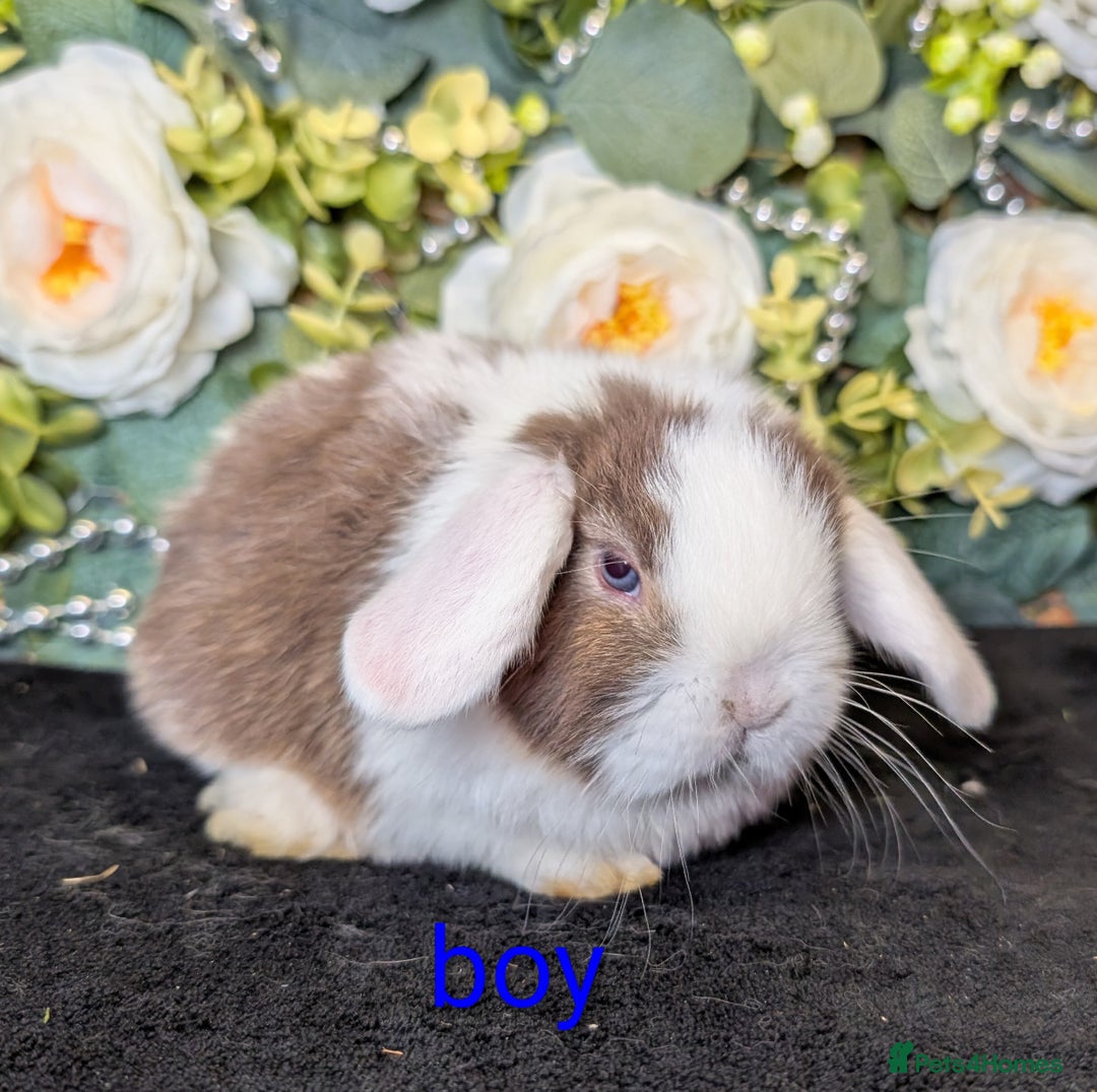 Mini Lop rabbits for sale: ❤️Stunning mini lop babies❤️ - Advert 25