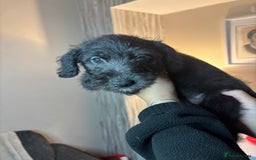 Mixed Breed dogs for sale: 3/4Bedlington 1/4Whippet - Image 8
