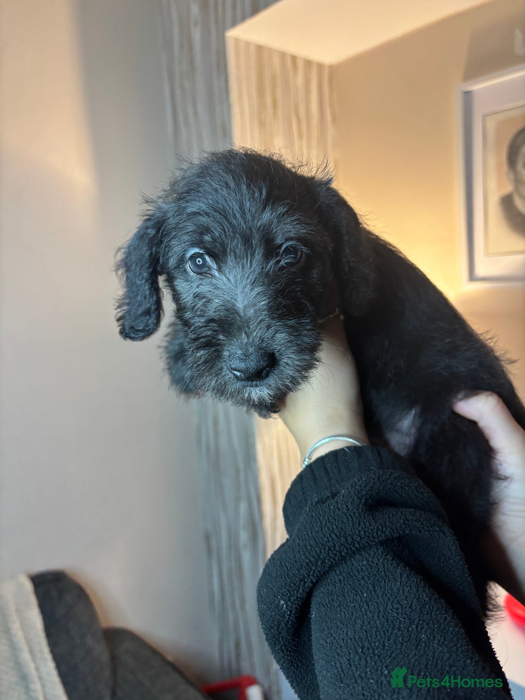 Mixed Breed dogs for sale: 3/4Bedlington 1/4Whippet - Image 8