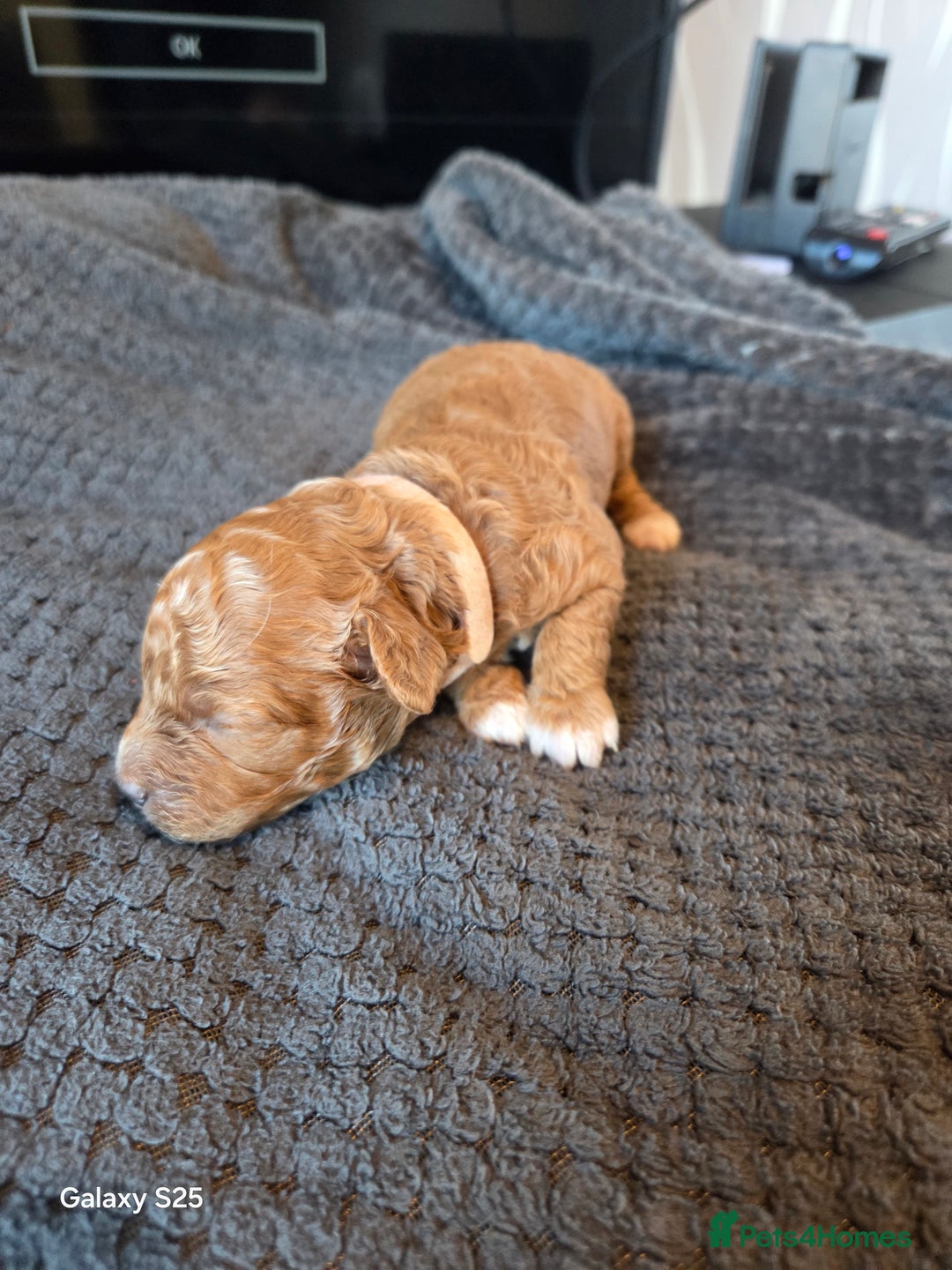 Cavapoo dogs for sale: Minature cavapoos - Advert 20