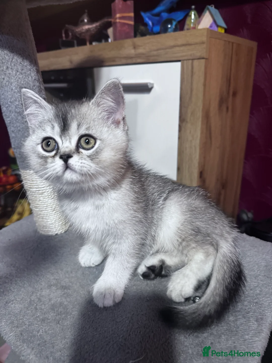 British Shorthair cats for sale:  British Short Hair kittens  - Advert 4