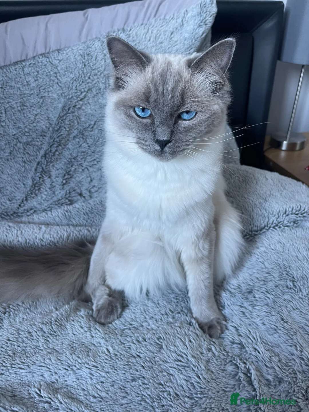 Ragdoll cats for sale: GCCF Active Female Ragdoll - Advert 2