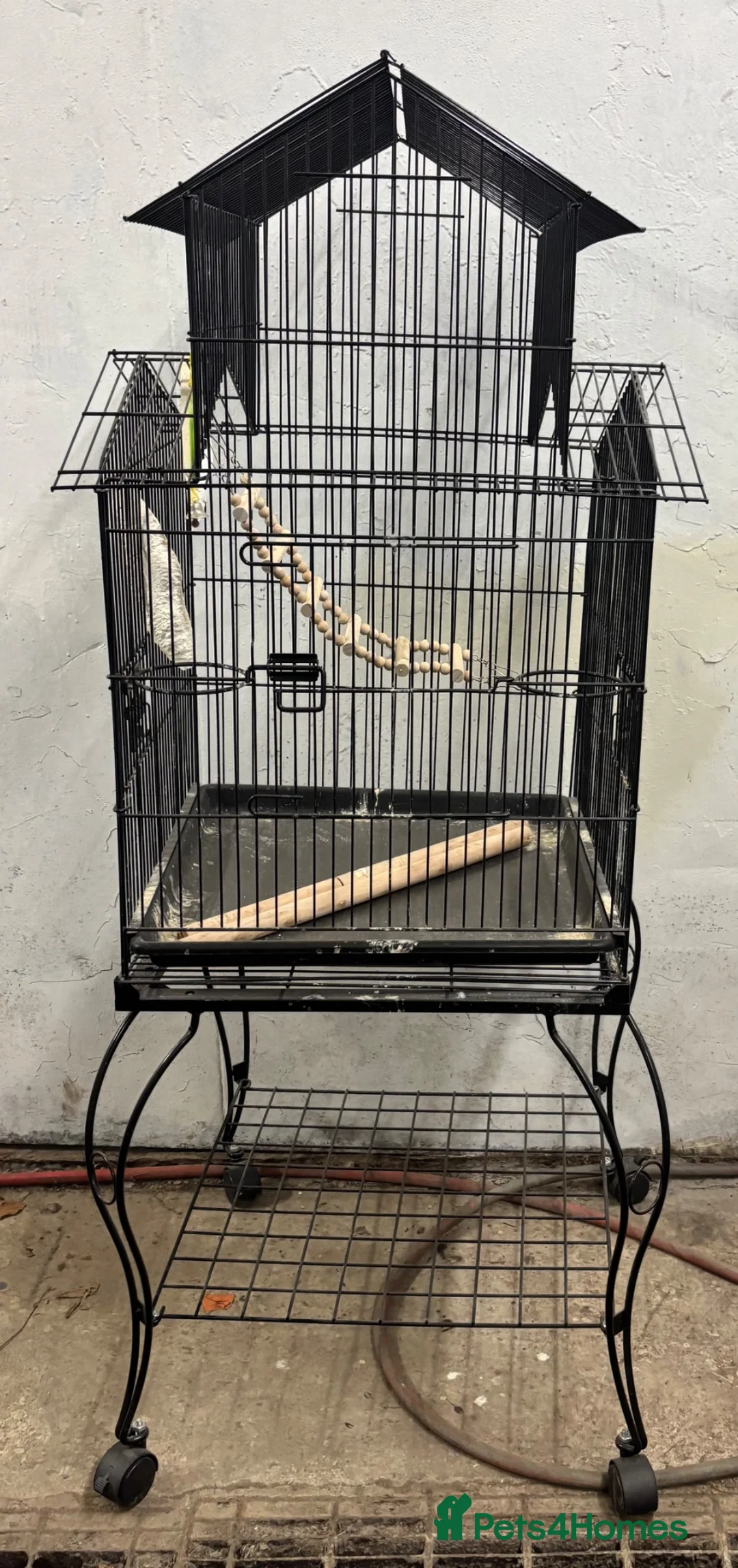Cockatiels birds for sale: 3 mixed cockatiels 1 hand tame with 2 cages  - Advert 9
