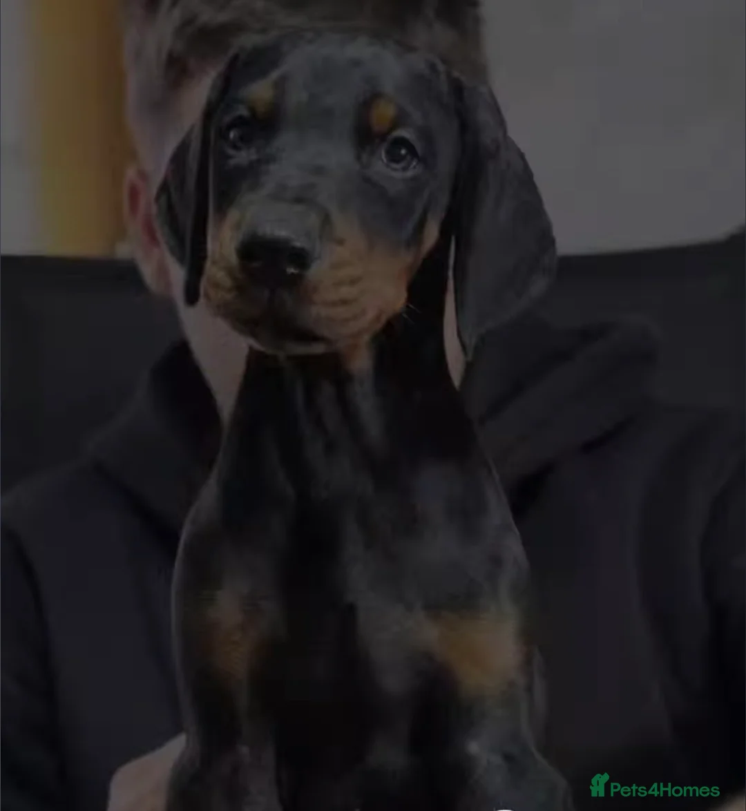 Dobermann dogs for sale: Absolutely stunning girl msg for PICS  - Advert 1