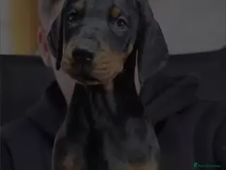 Dobermann dogs Absolutely stunning girl msg for PICS - Advert 2