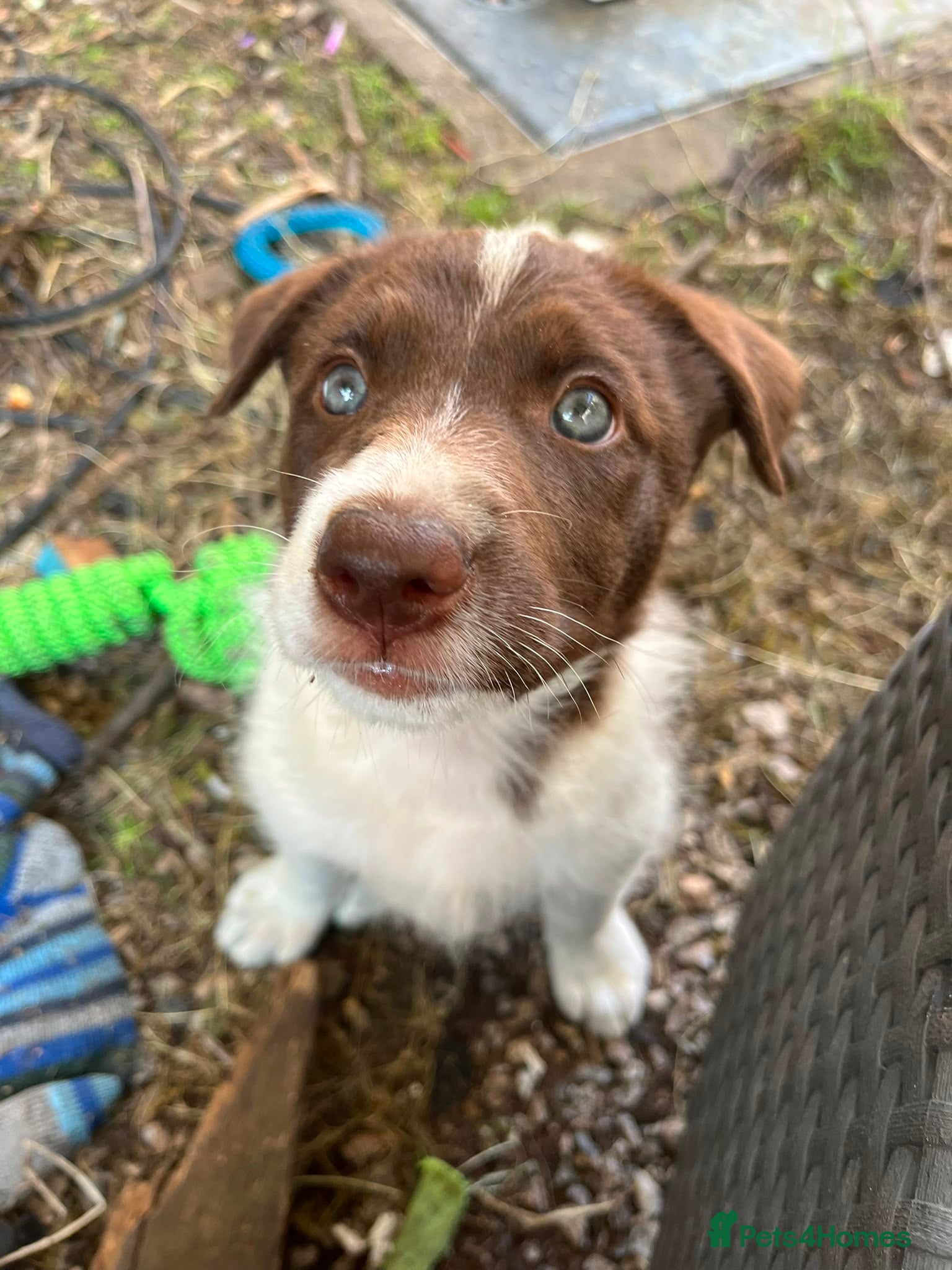 Border Collie dogs ISDS/KC Border Collie puppies for sale  - Advert 2