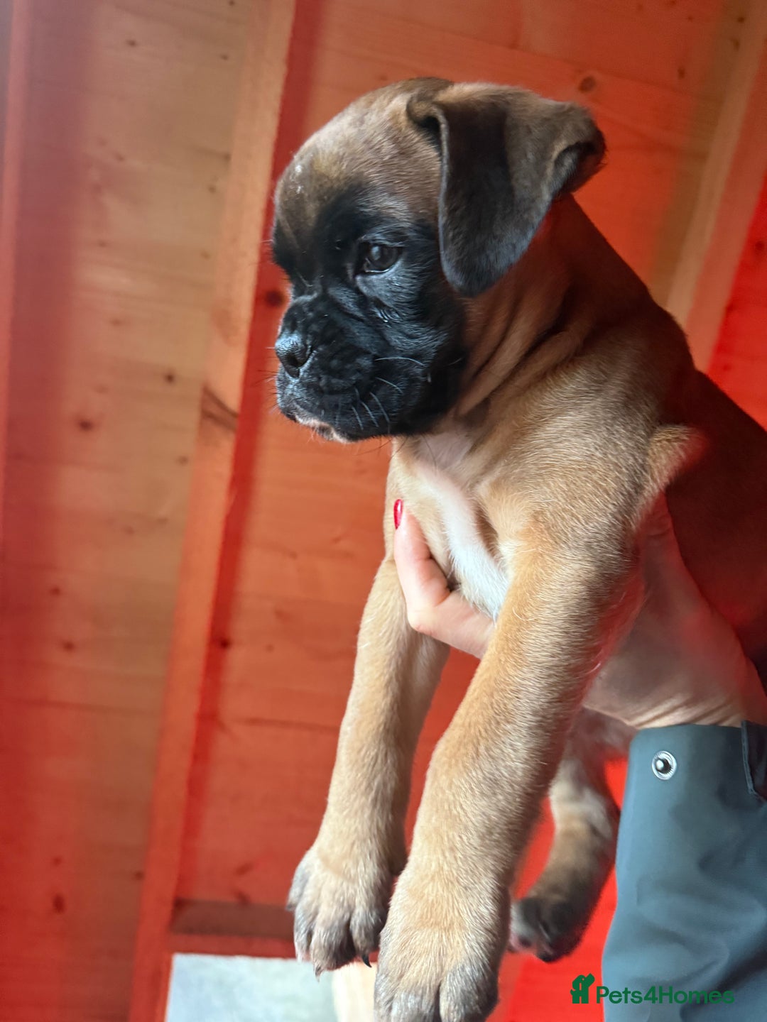Boxer dogs for sale: Full bred Boxer pups 2 females - tan / black mask  - Advert 2