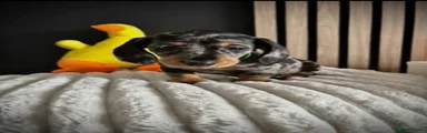 Miniature Dachshund 2