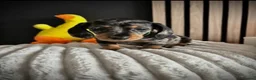 Miniature Dachshund dogs for sale: Beautiful puppies  in Manchester - Advert 3