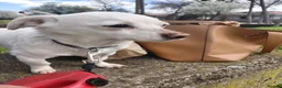 Mixed Breed dogs for adoption: 🐾💕 KARA – A Tiny Girl with an Enormous Heart💕🐾 - Advert 13