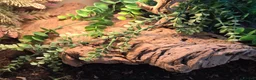 Leopard Gecko reptiles for sale: Leopard Gecko with 4ftx2ft Vivarium in Chatham - Advert 9