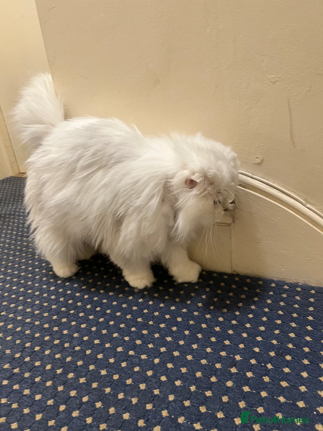 Scottish Fold cats for sale: Stunning Scottish Fold Girl - Advert 2