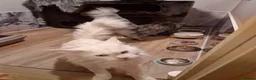 Maine Coon cats for sale: Pedigree mainecoon kittens  - Advert 6