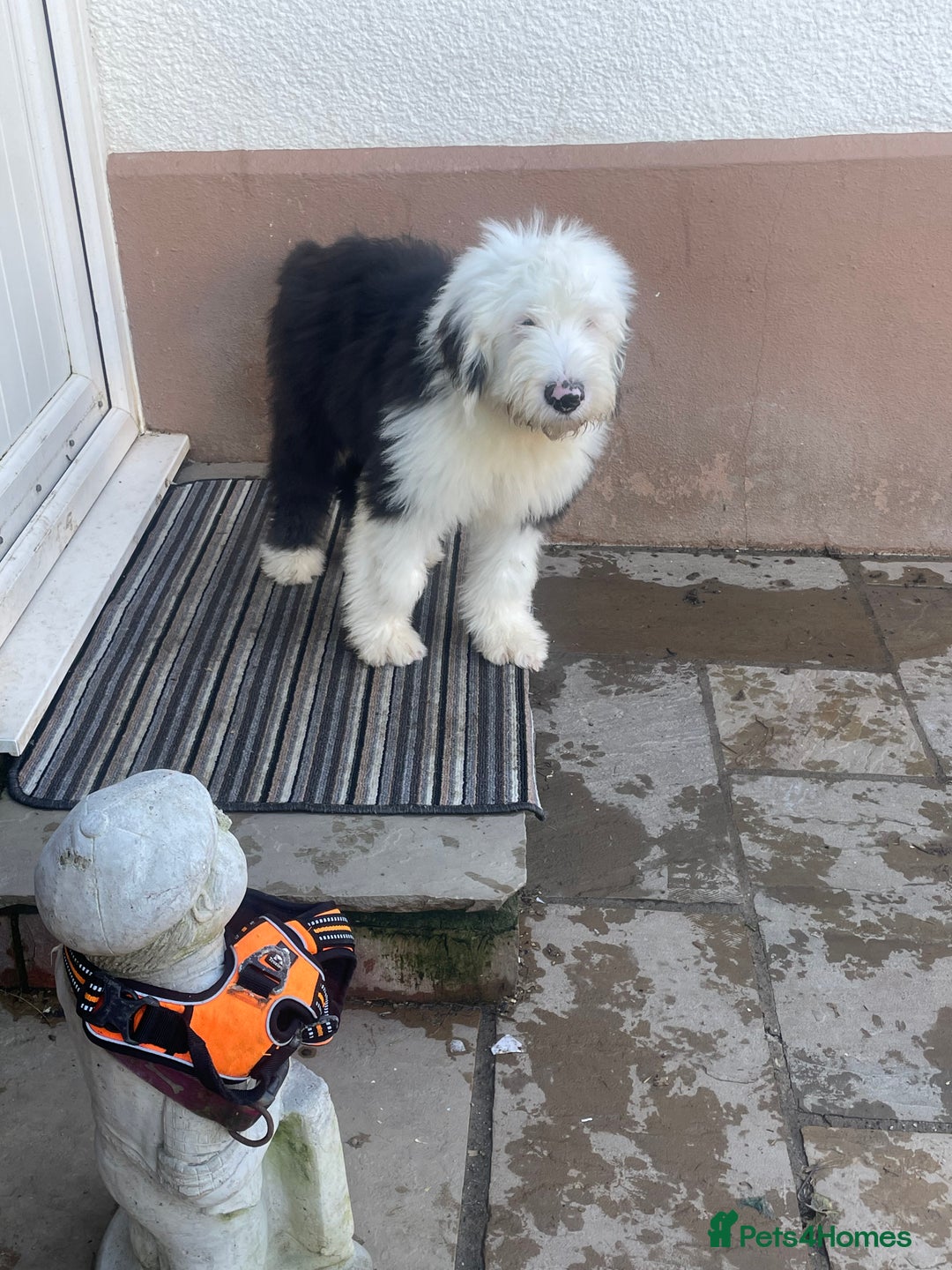Old English Sheepdog dogs for sale: Old English sheep dogs kc  - Advert 3