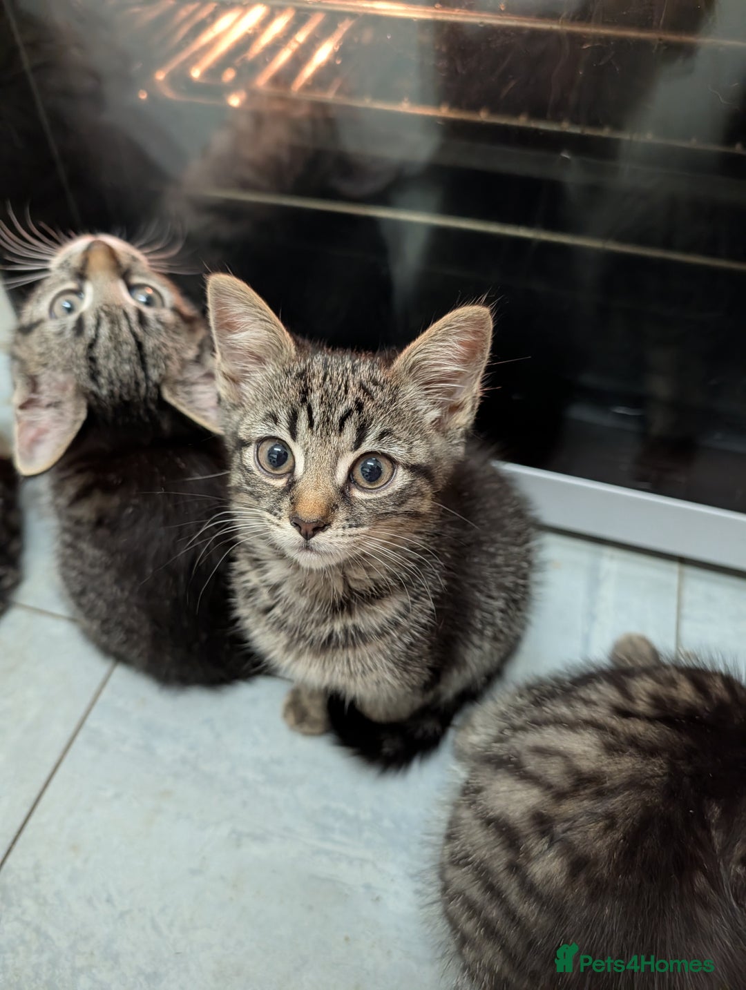 Domestic Shorthair cats for sale: Babies ready for their new homes NOW 🥰 - Image 27