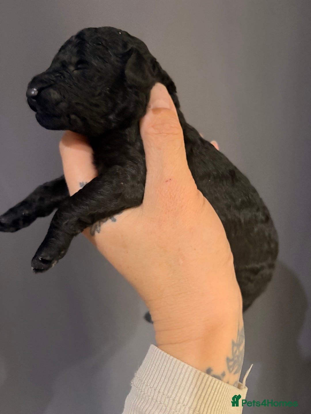 Goldendoodle dogs for sale: Superb litter of Mini Goldendoodle puppies  - Image 7
