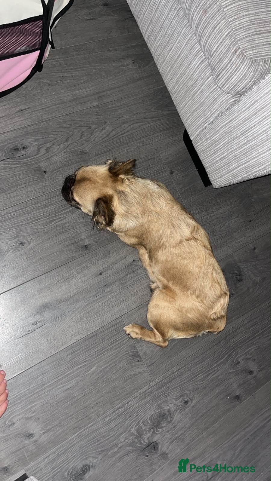 French Bulldog dogs One female fluffy French bulldog  - Advert 1