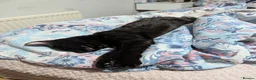 Mixed Breed cats for sale: Lovely Runa - Advert 10