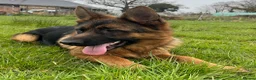 German Shepherd dogs for sale: Outstanding GSD male for sale in Birmingham - Advert 3