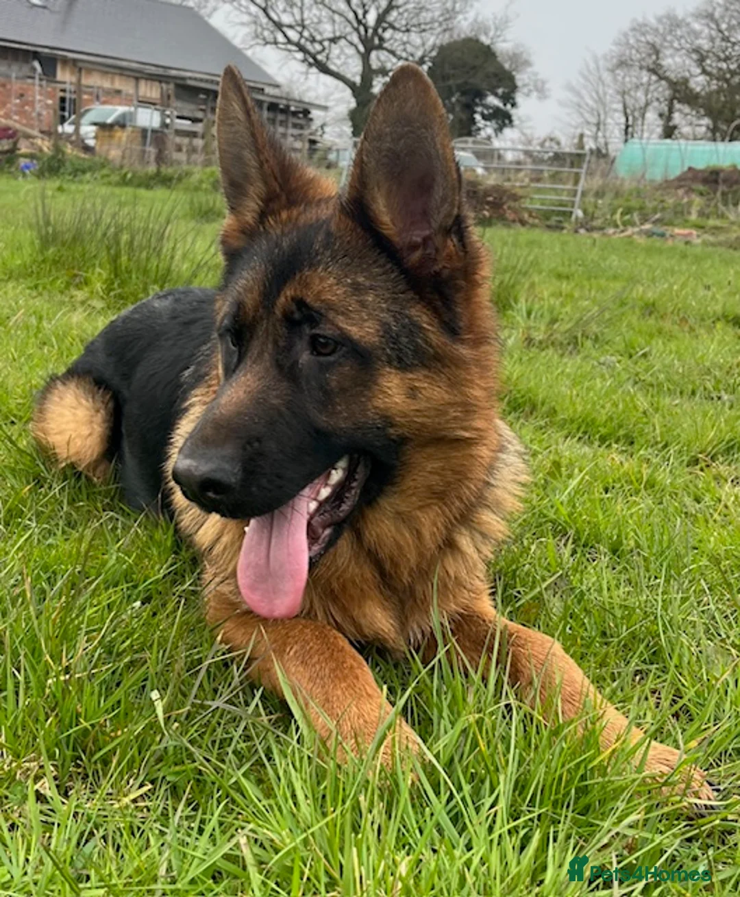 German Shepherd dogs for sale: Outstanding GSD male for sale in Birmingham - Advert 3