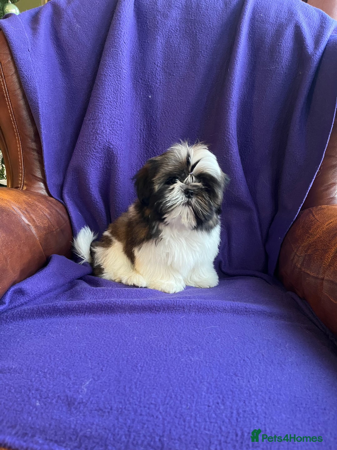 Shih Tzu dogs for sale: Lovely ShihTzu puppies - Advert 11