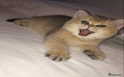 British Shorthair cats for sale: GOlD BRITISH SHORTHAIR KITTENS FOR SALE - Image 13