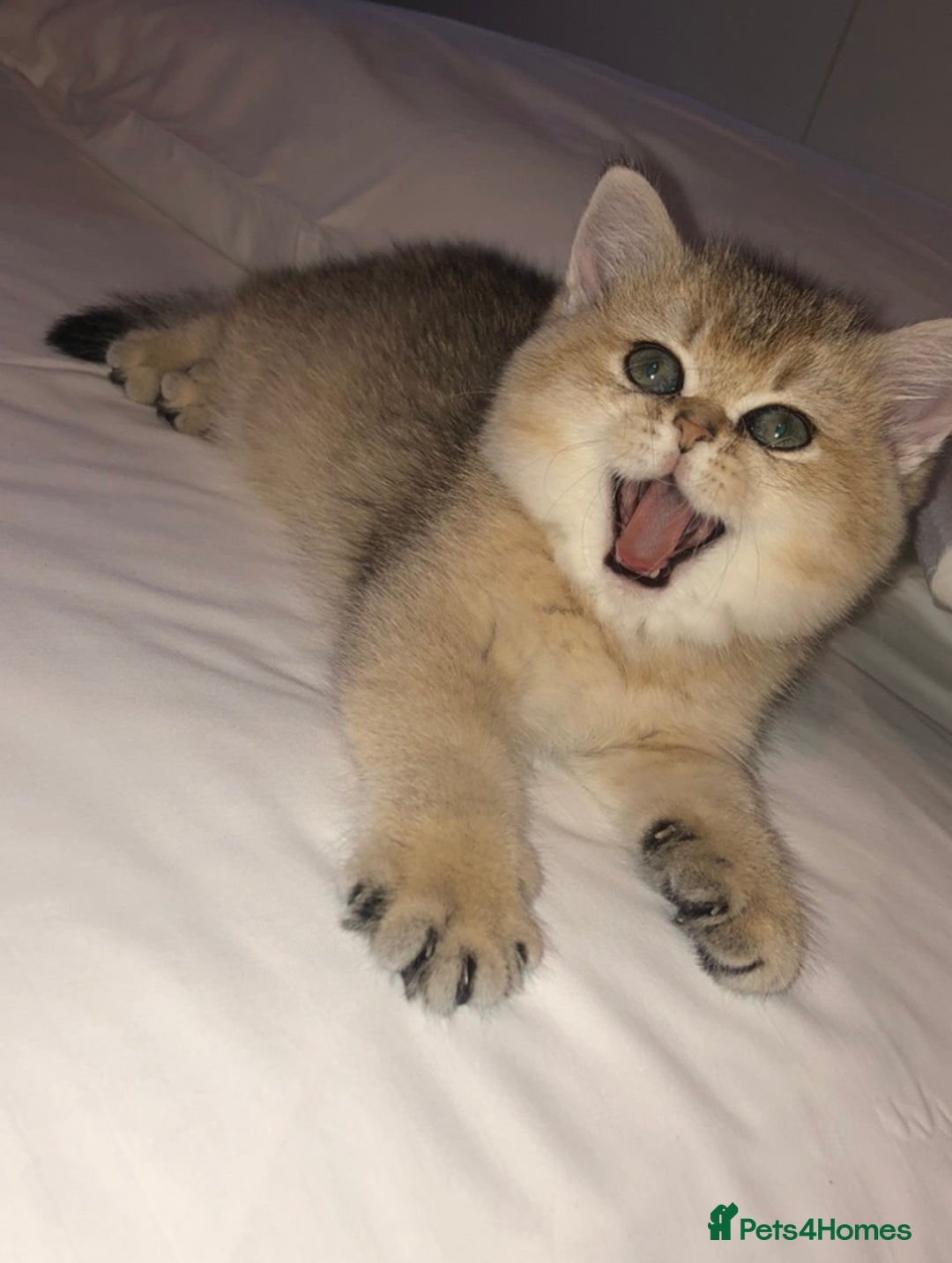 British Shorthair cats for sale: GOlD BRITISH SHORTHAIR KITTENS FOR SALE - Image 13
