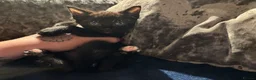 Mixed Breed cats for sale: Two stunning half British blue kittens for sale - Advert 20