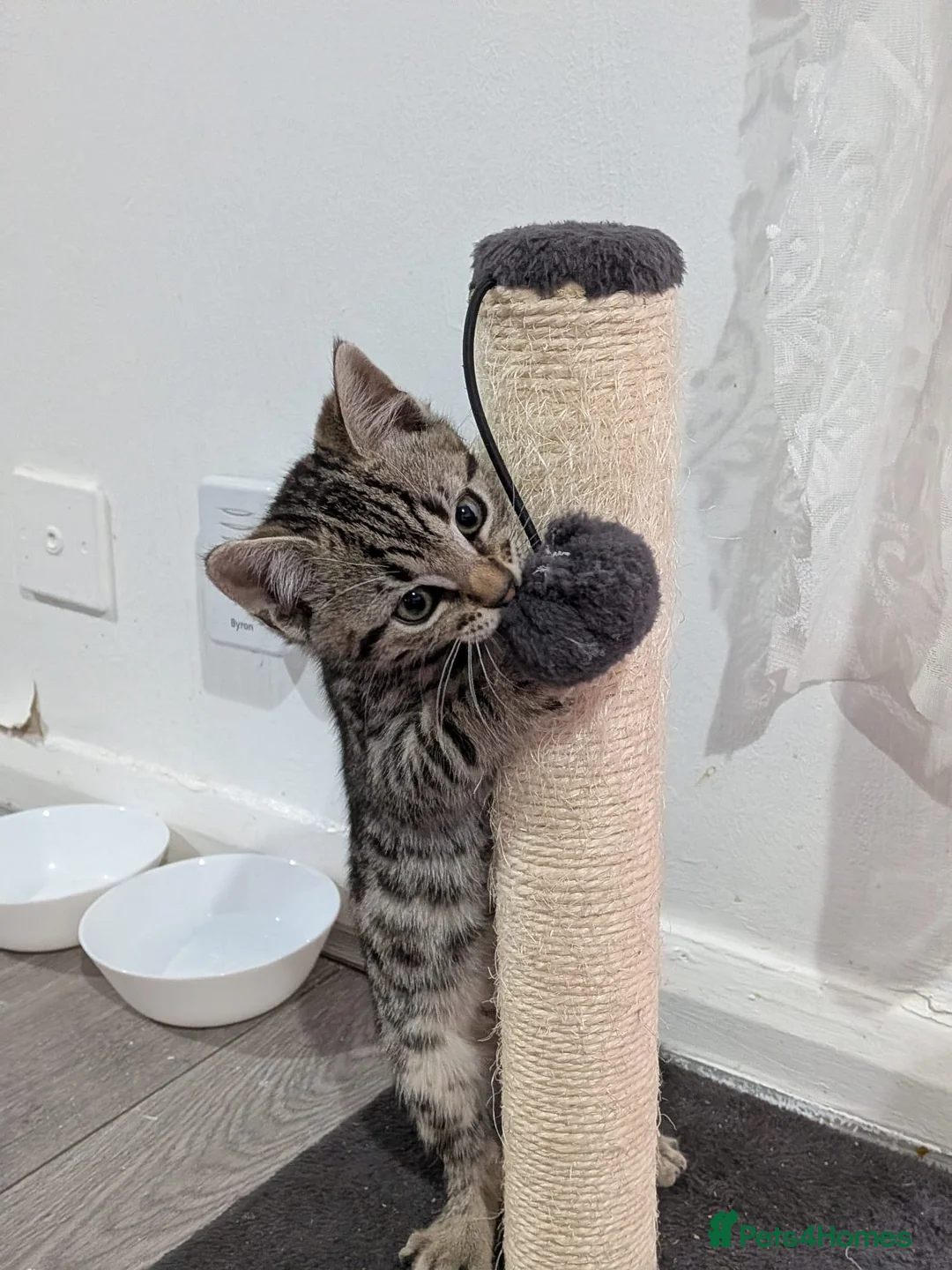 Bengal cats for sale: 4 Lovely bengals - ready to leave - Advert 1