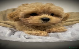 Toy Poodle dogs for sale: 🌟 Stunning Champagne Asian Toy Poodle Boy🌟 - Advert 18
