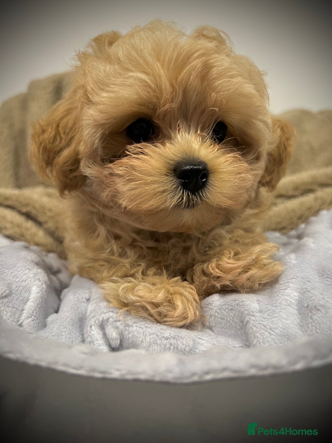Toy Poodle dogs for sale: 🌟 Stunning Champagne Asian Toy Poodle Boy🌟 - Advert 18